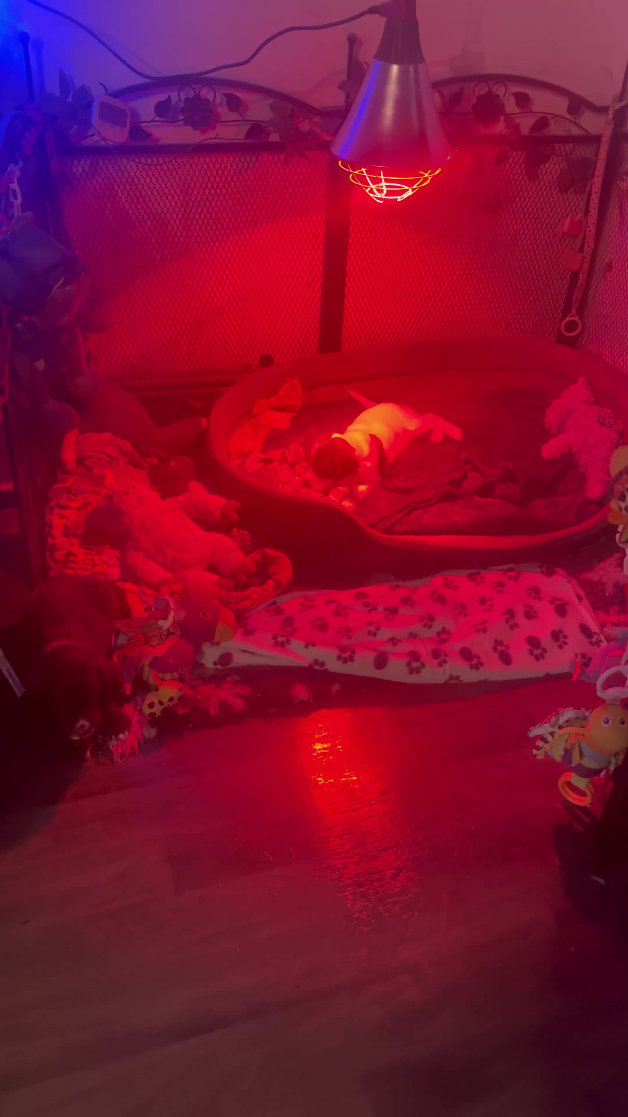 Sprocker dogs for sale: Stunning Sprocker girls  - Video 1