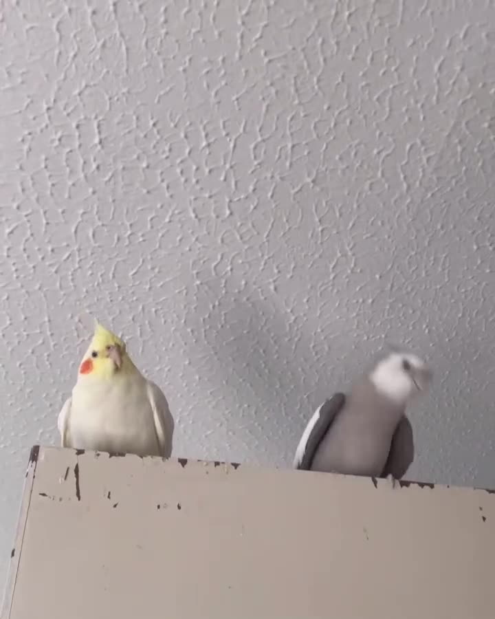 Cockatiels birds for sale: Bonded pair of Cockatiels in need of a new home. - Video 1