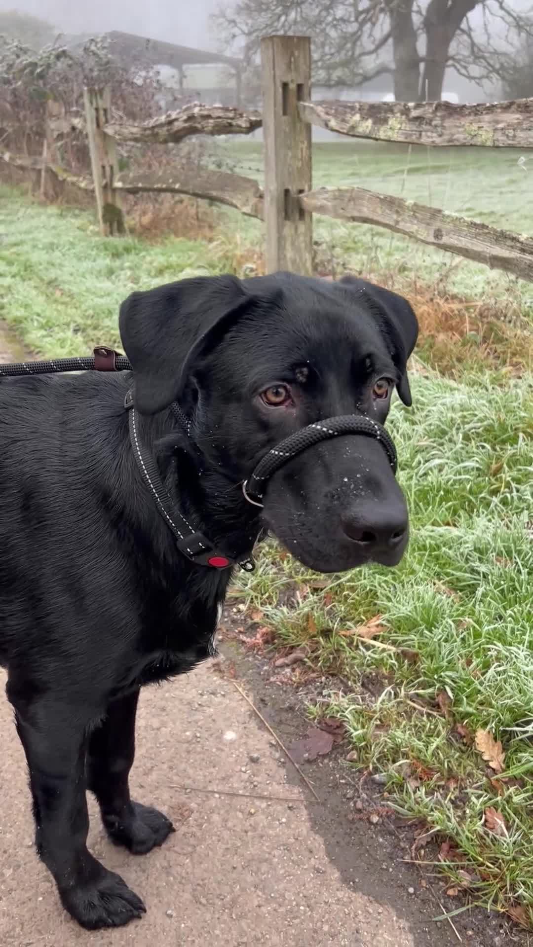 Mixed Breed dogs for sale: BIG 6 month Sheprador Pup “Bear” - Video 2