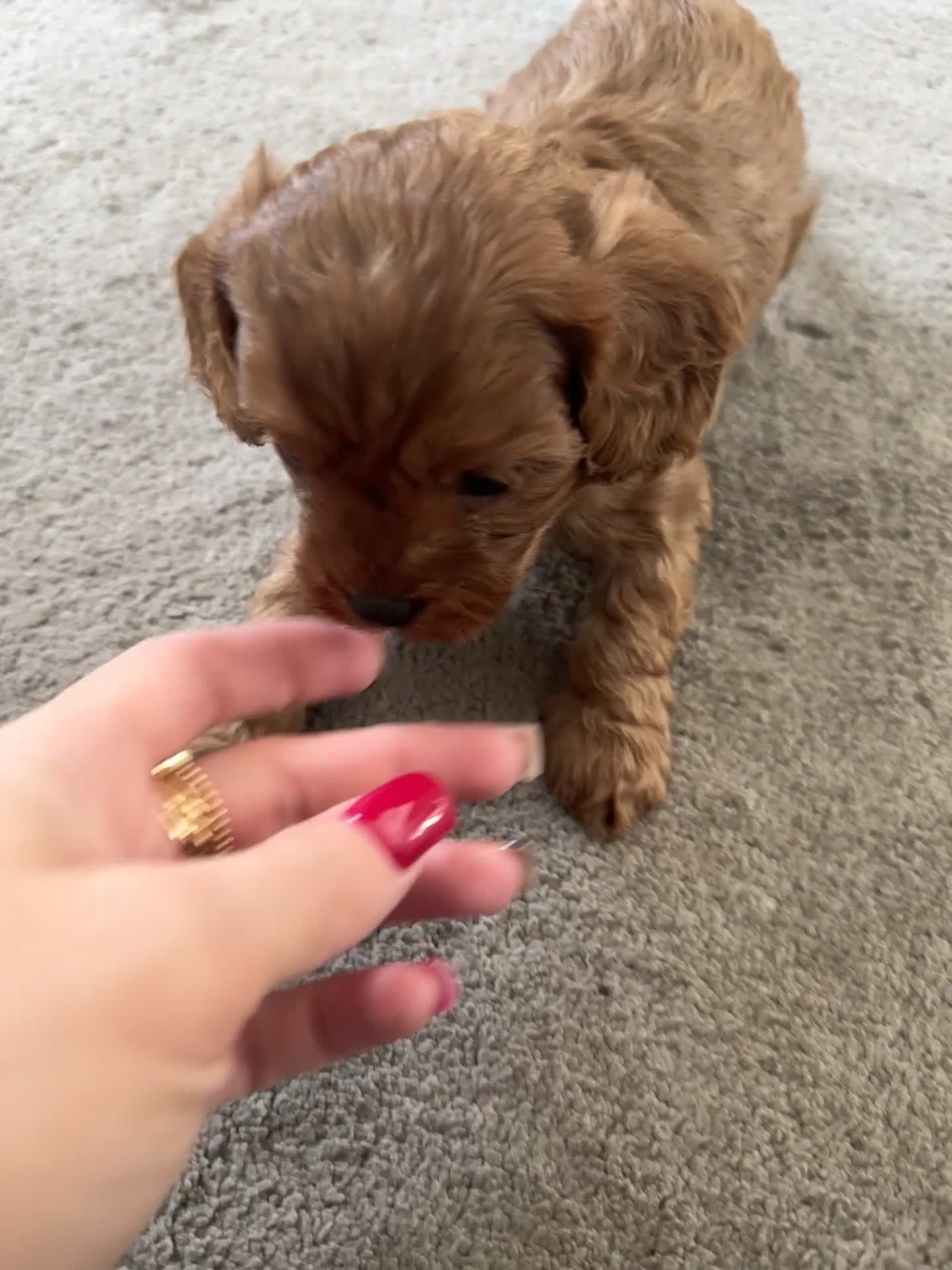 Cavapoo dogs for sale: Superb quality Cavapoo Puppies  - Video 2