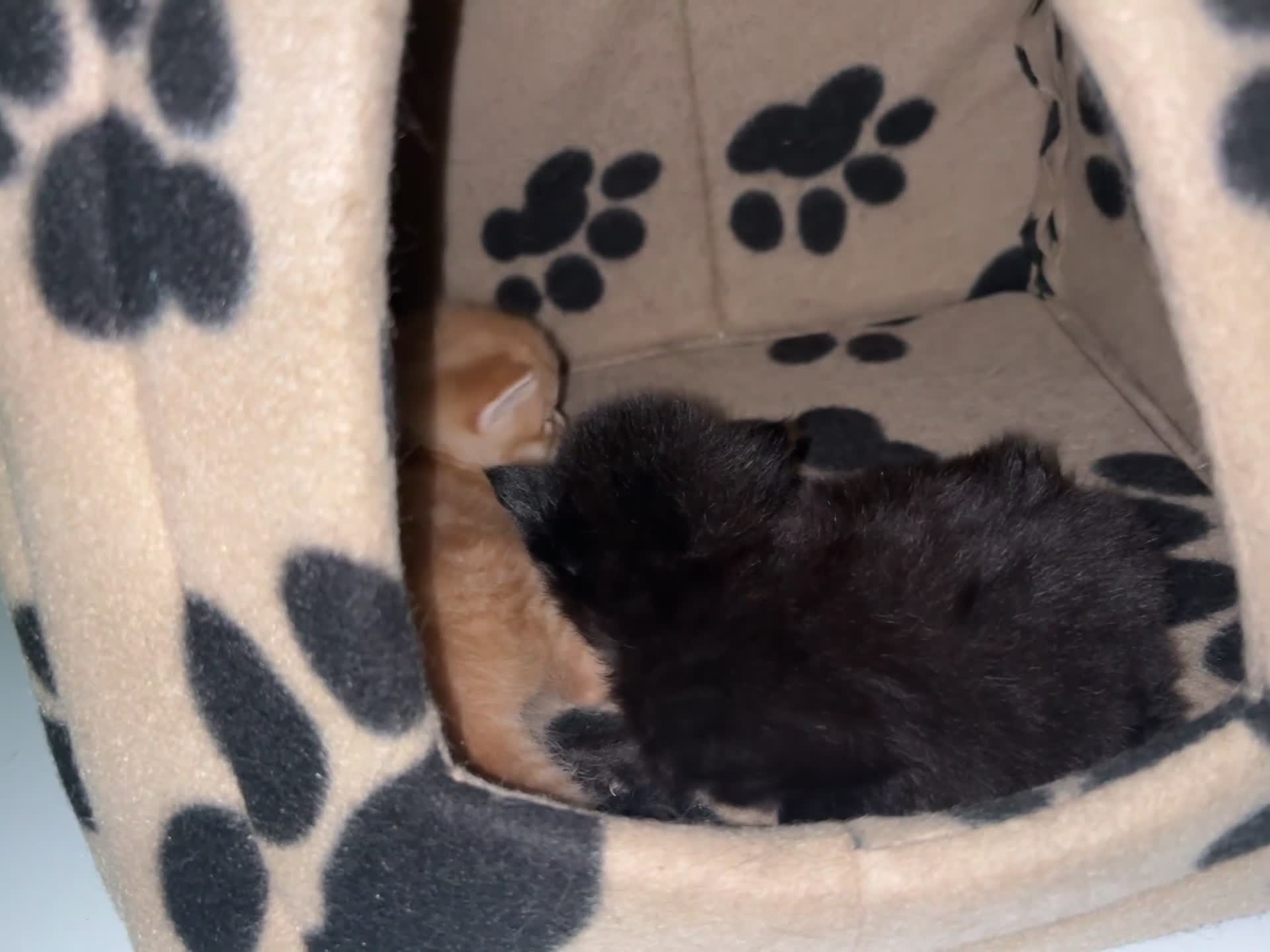 Mixed Breed cats for sale: Fluffy chunky kittens  - Video 1