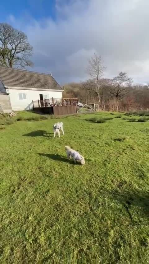 Mixed Breed dogs for adoption: Brian is looking for a home -Mioritic Shepherd  - Video 5