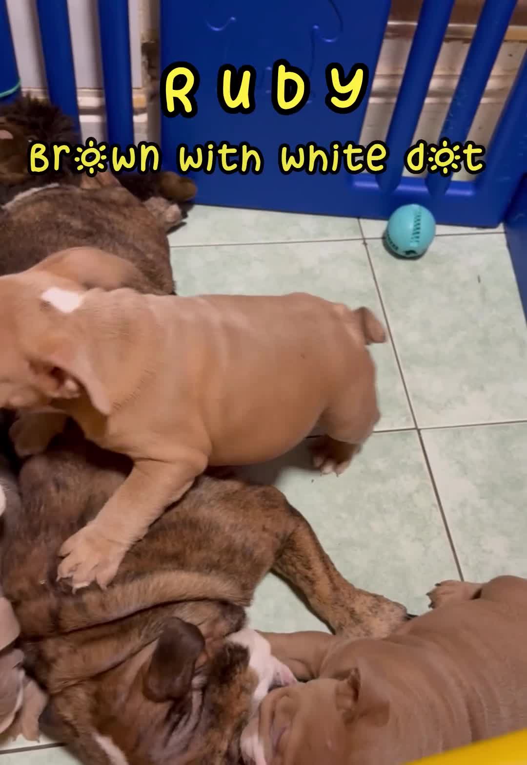 English Bulldog dogs for sale: English bulldogs pup - Video 2