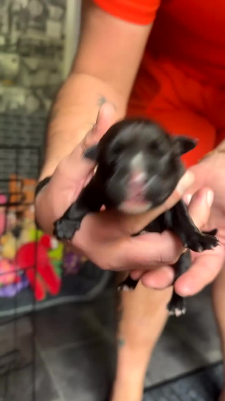 Staffordshire Bull Terrier dogs for sale: Staffordshire bull terrier puppies  - Video 4