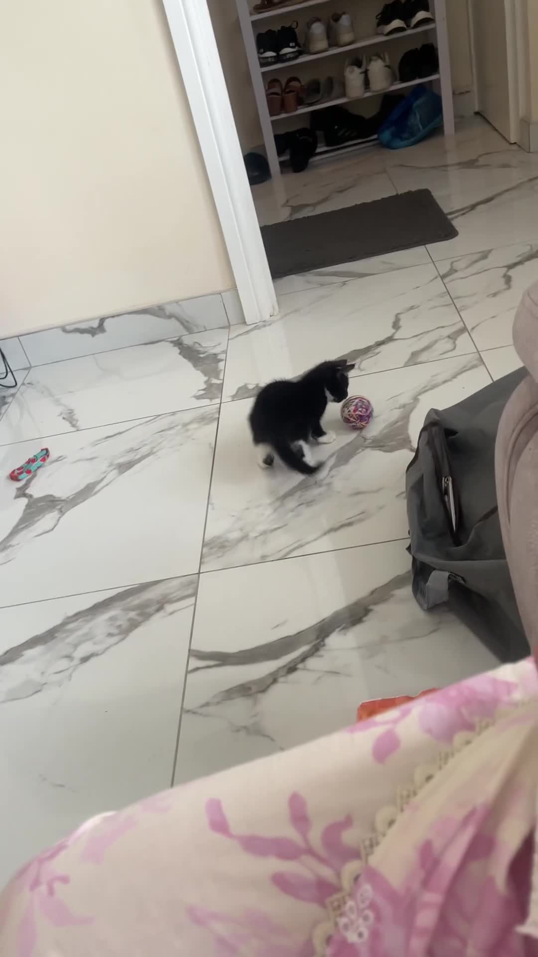 Bombay cats for sale: Rocko  in Birmingham - Video 1