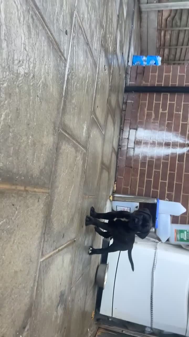 Mixed Breed dogs for sale: Staffy X  - Video 2