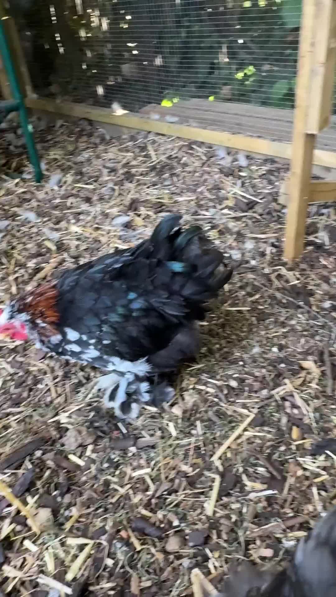Chickens poultry for sale: Cockerel - free to a good home  - Video 1
