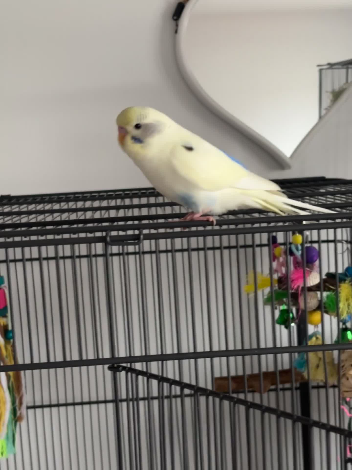 Budgerigars birds for sale: Unique Male Budgie - Video 1