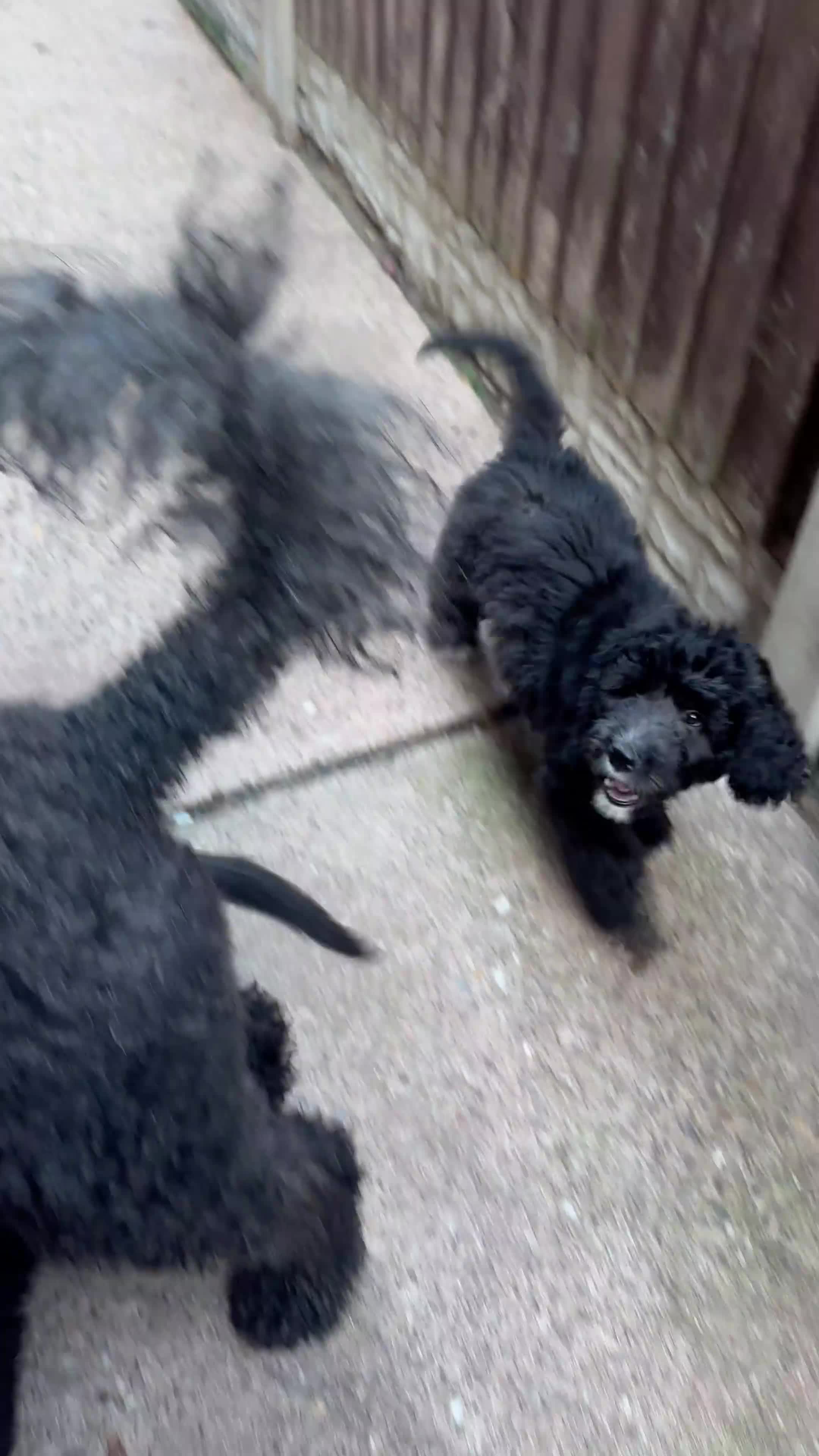 Mixed Breed dogs for sale: *Reduced* F1 Saint Berdoodles - Video 3