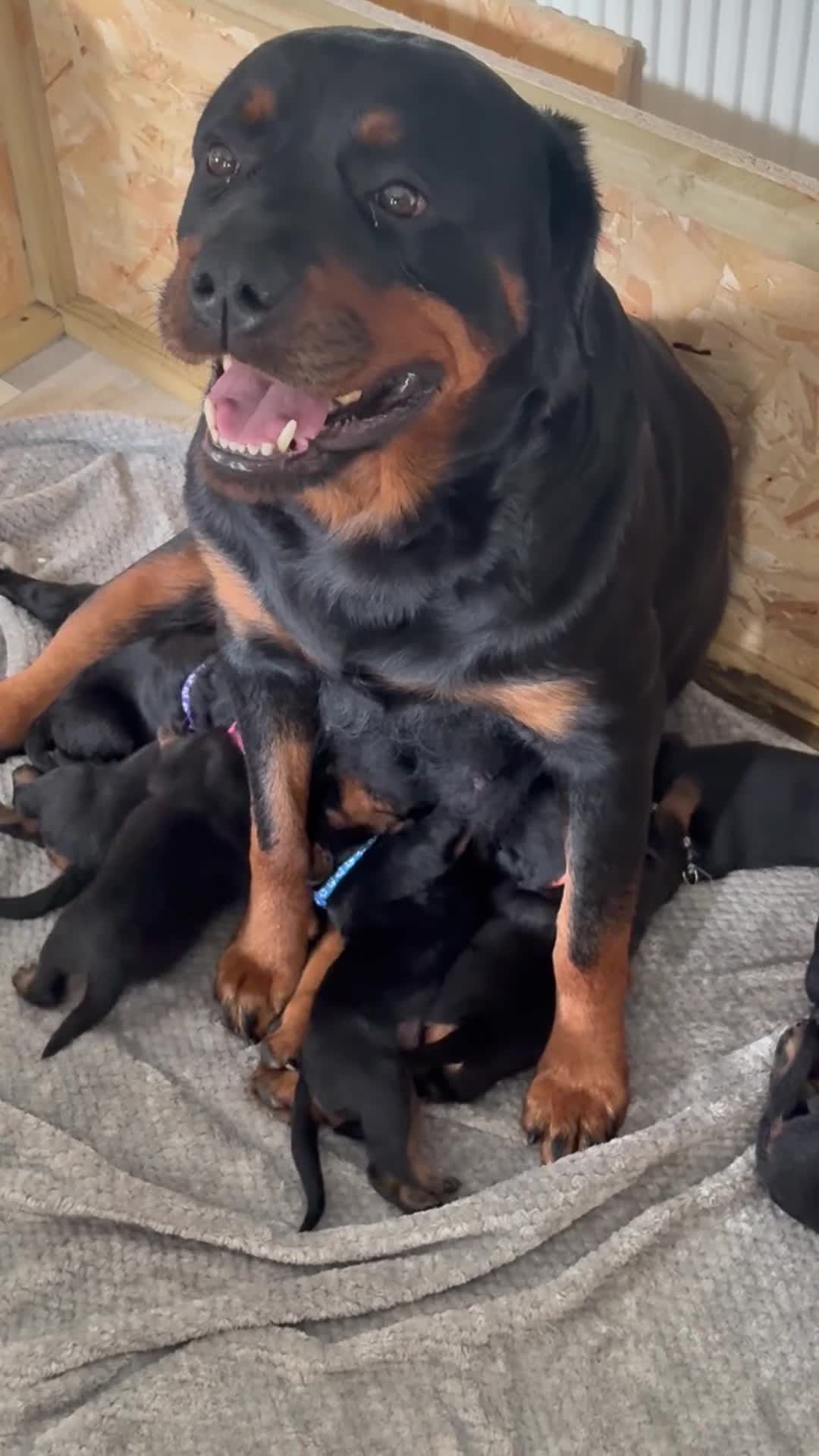 Rottweiler dogs for sale: World champion bloodlines last few remaining  - Video 1