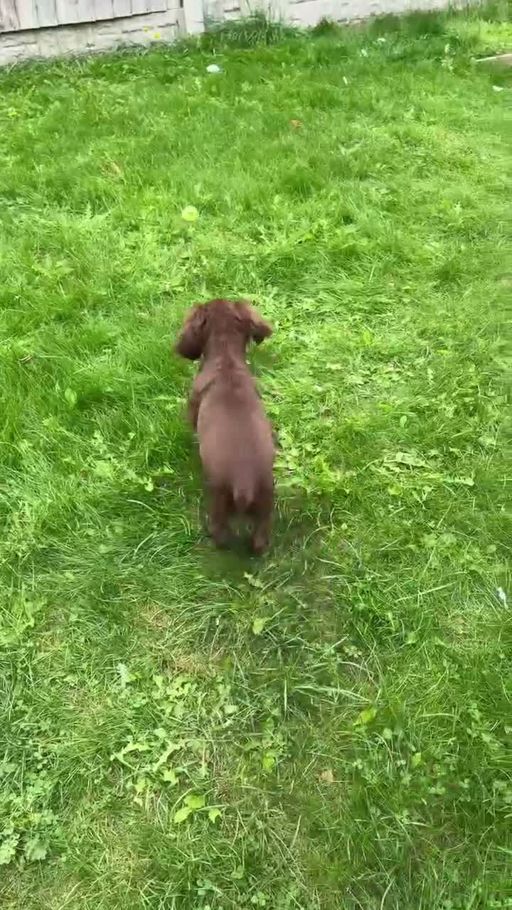 Cocker Spaniel dogs for sale: Purebred Chocolate Brown Cocker Spaniel Puppy - Video 1