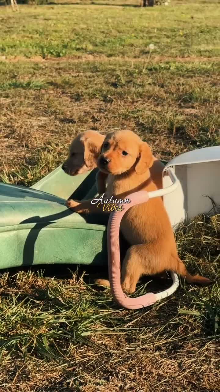 Cockerdor dogs for sale: Beautiful Red & Golden Cockerdor Puppys in Sleaford - Video 1