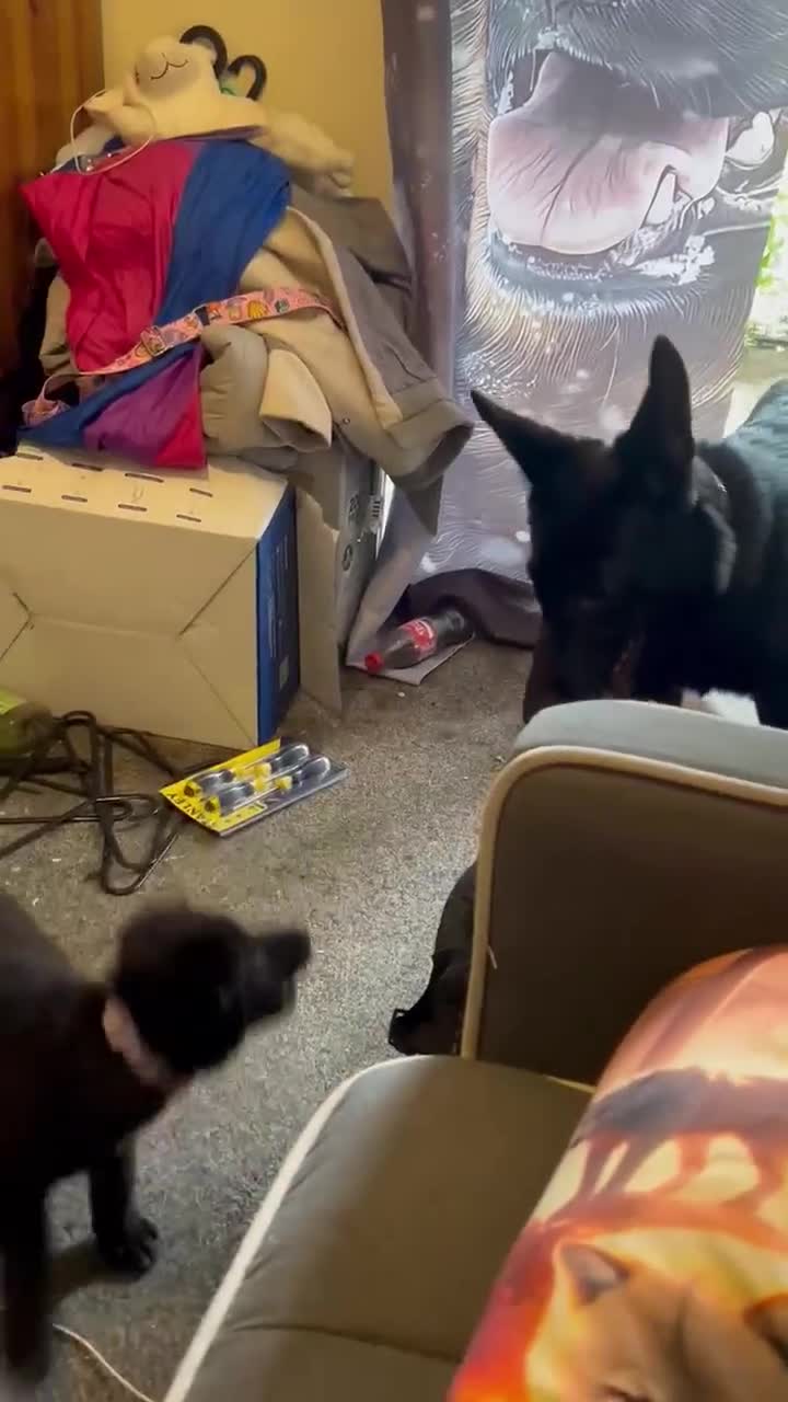 German Shepherd dogs for sale: Midnight - Video 2