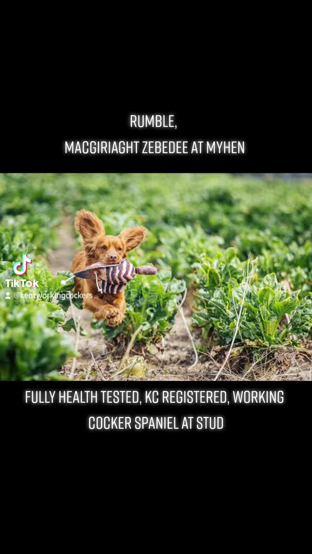 Cocker Spaniel dogs for stud: 💥HealthTested champ bred working cocker spaniel💥 in Cranbrook - Video 1