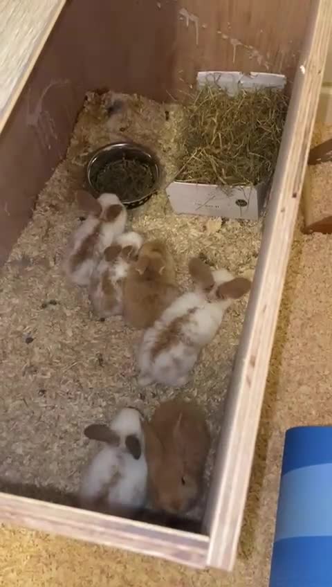 Continental Giant rabbits for sale: Continental giant - Video 1