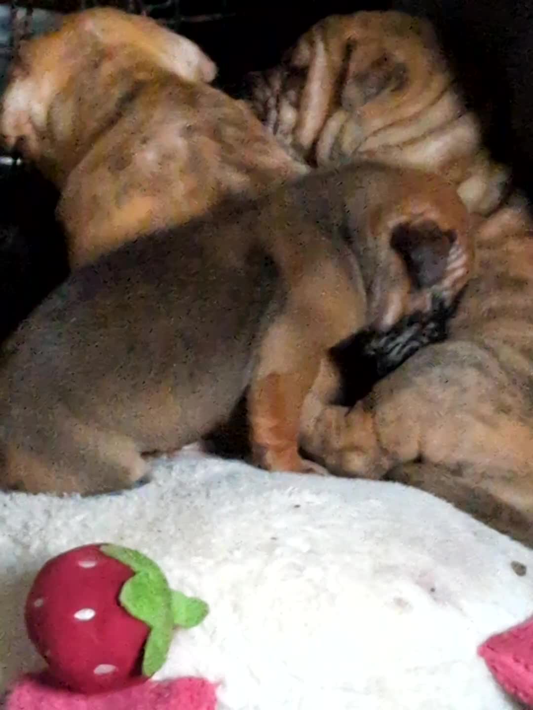 Mixed Breed dogs for sale: Shar pei cross cane corso - Video 1