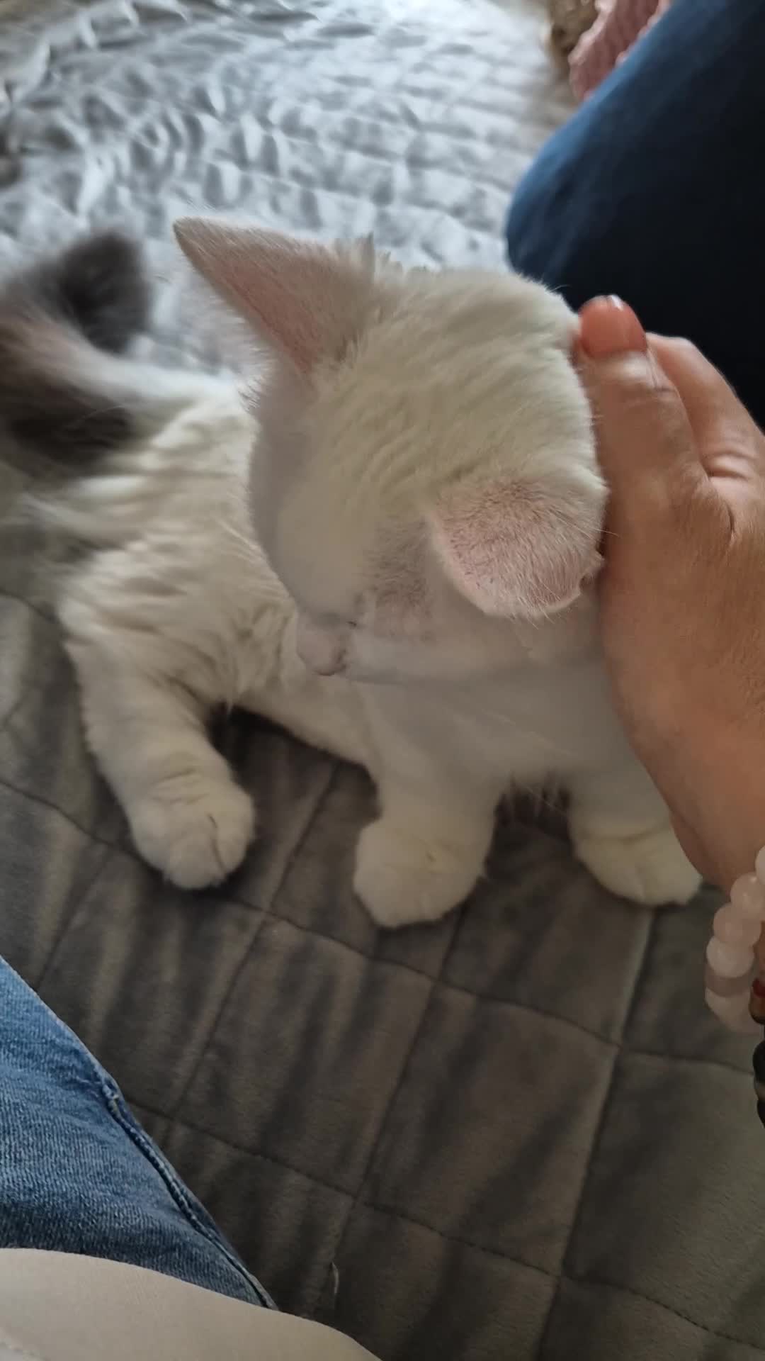 Munchkin cats for sale: Purebred TICA registered Munchkin kittens - Video 1