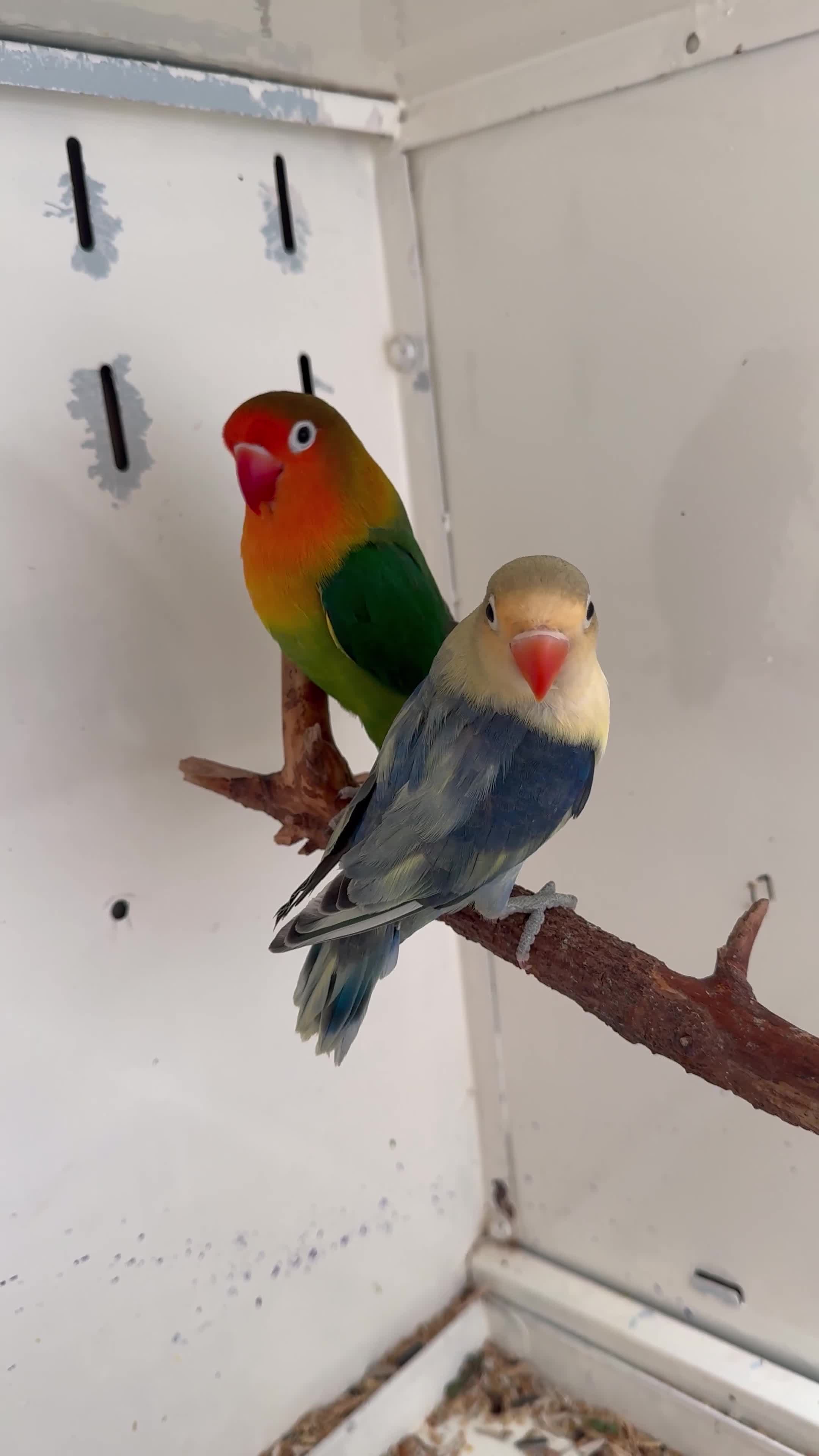 Lovebirds birds for sale: Proven breeding pair for Sale - Video 2