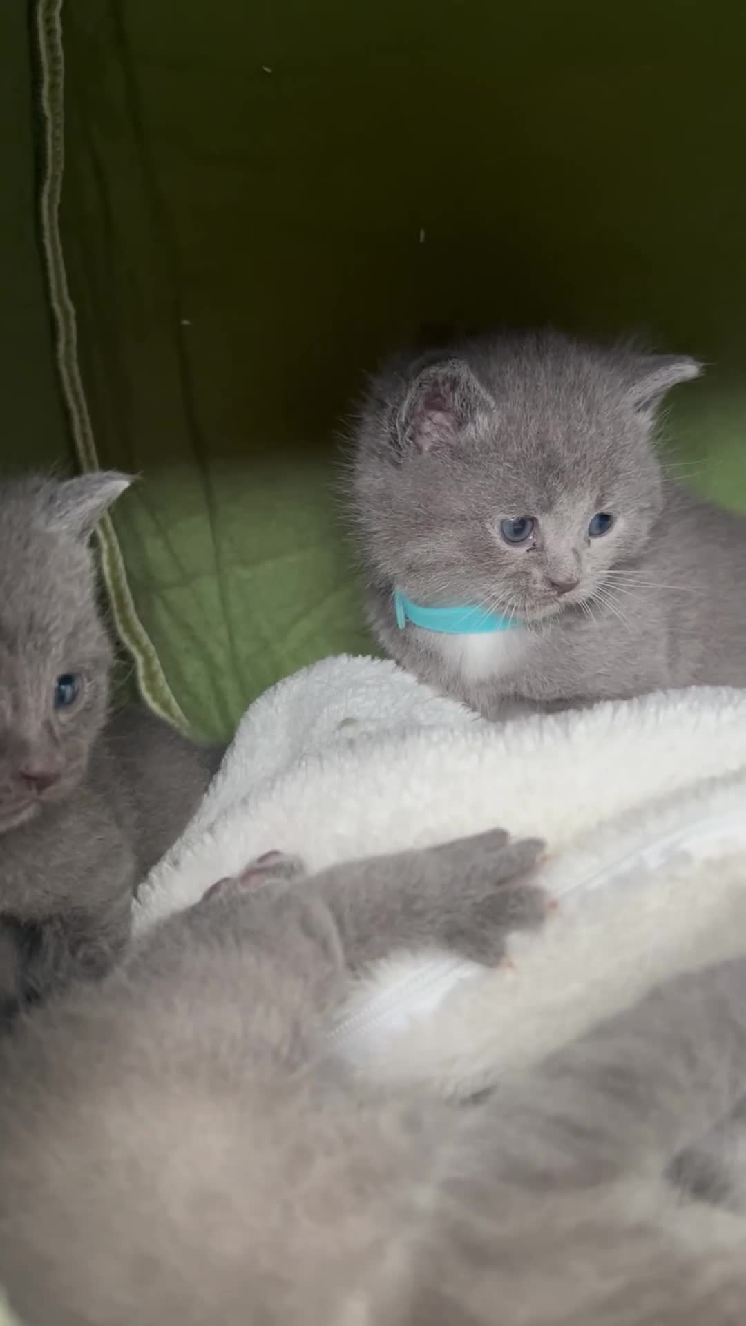 British Shorthair cats for sale: 1 Female British Shorthair 🩷🐾 - Video 1