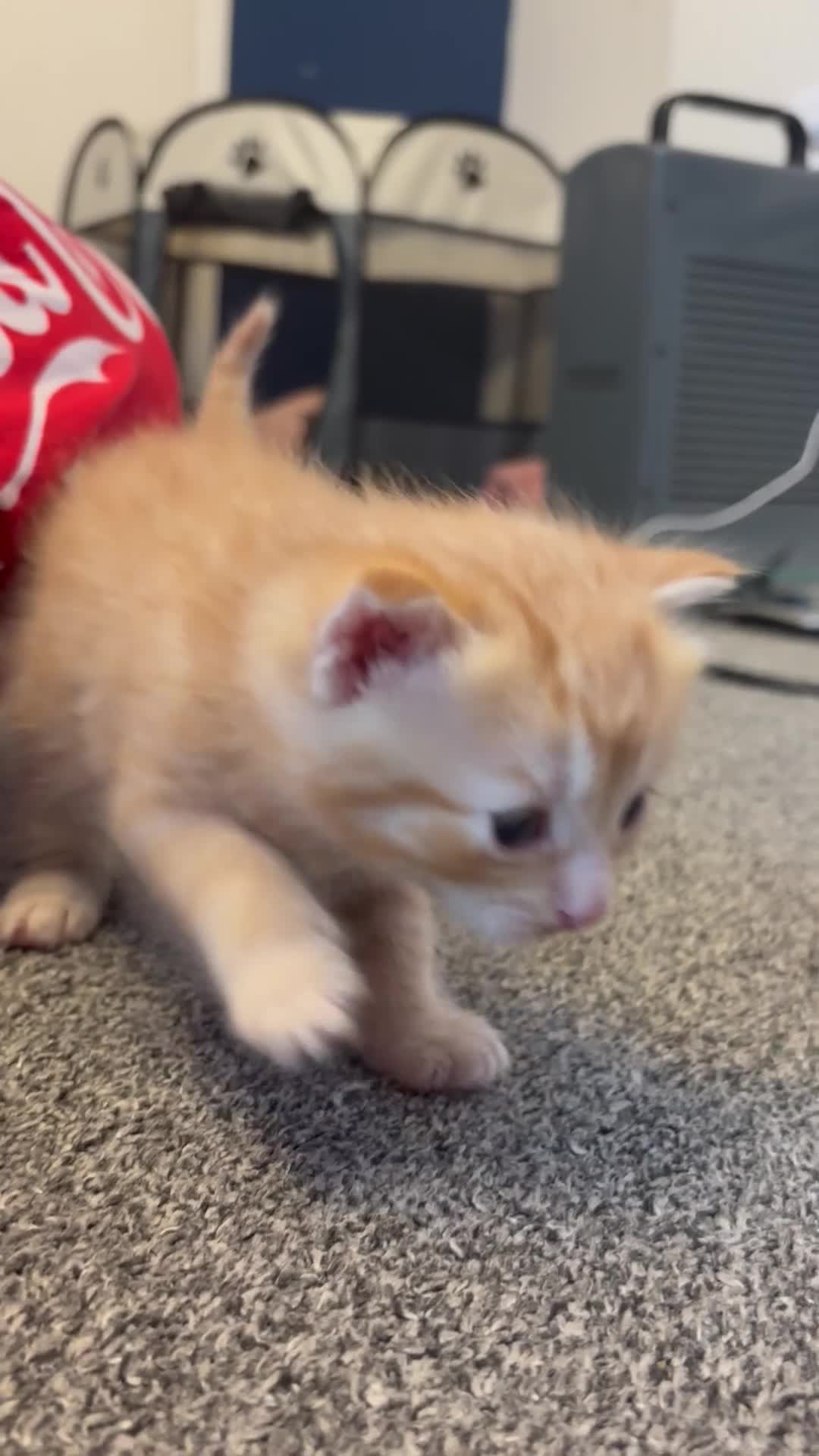 Mixed Breed cats for sale: Ragdoll x kittens  - Video 1