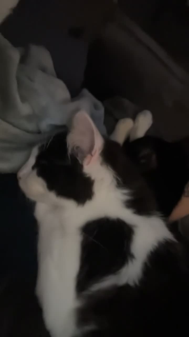 Mixed Breed cats for sale: our 2 beautiful babies siblings 1 female 1 male in Leicester - Video 1