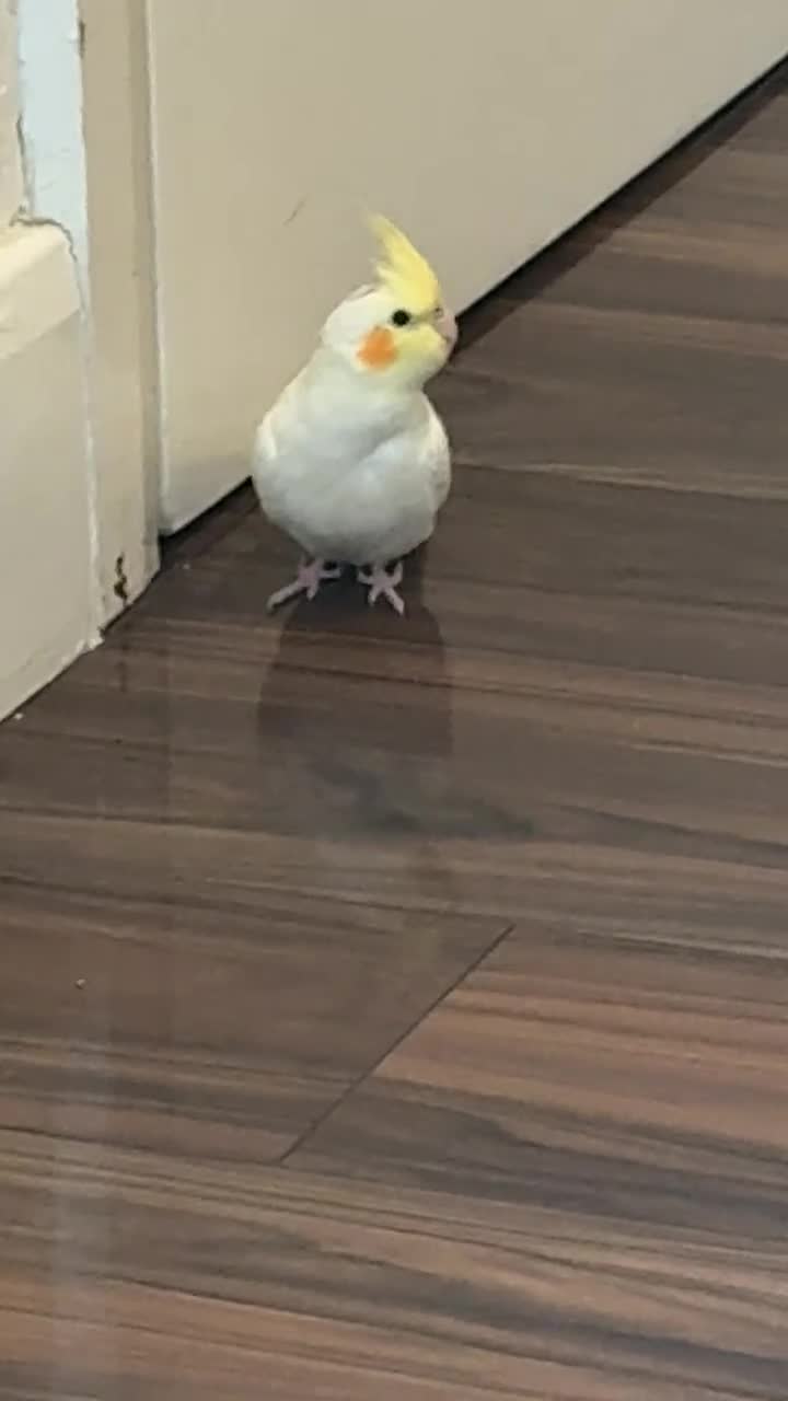 Cockatiels birds for sale: Friendly hand tamed chick cockteil- sally  - Video 1