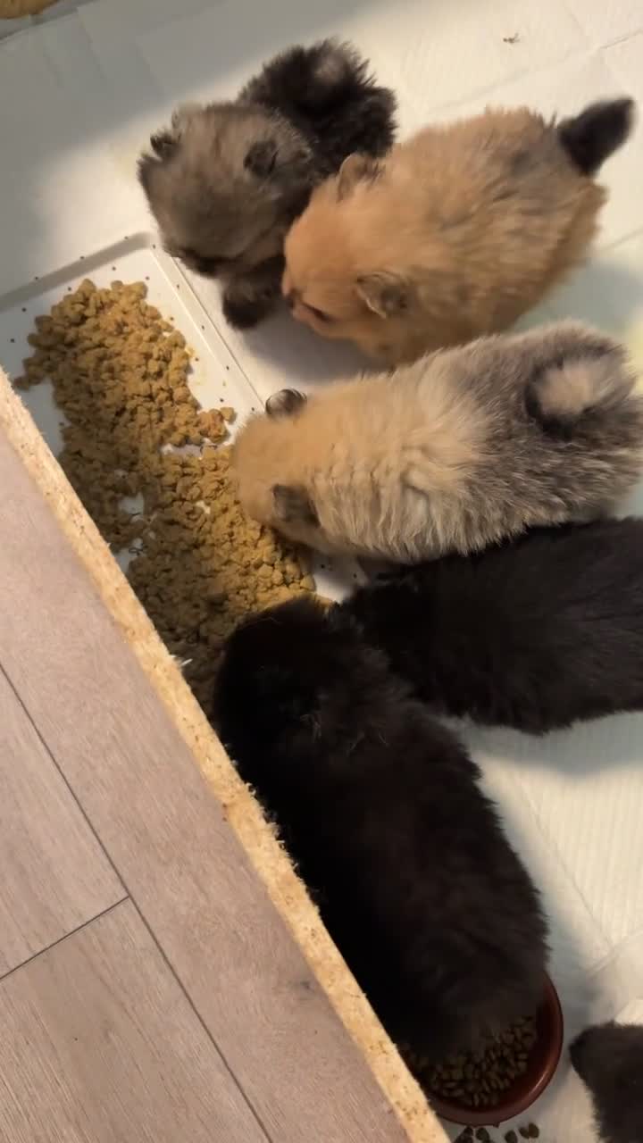 Pomeranian dogs for sale: Pomeranian puppies KC Registered  - Video 1