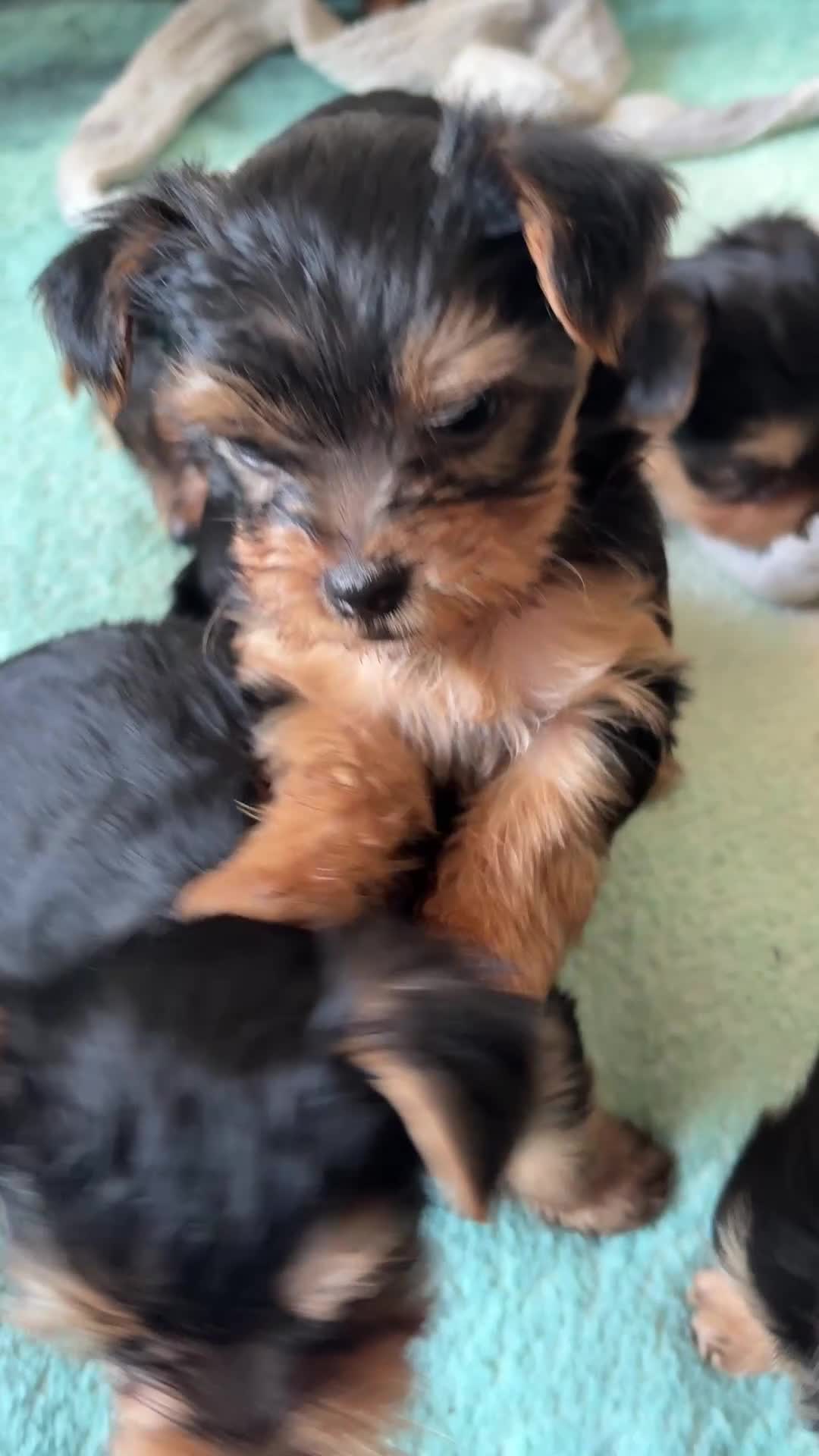Yorkshire Terrier dogs for sale: Adorable yorkshire terrier puppies in Boston - Video 1