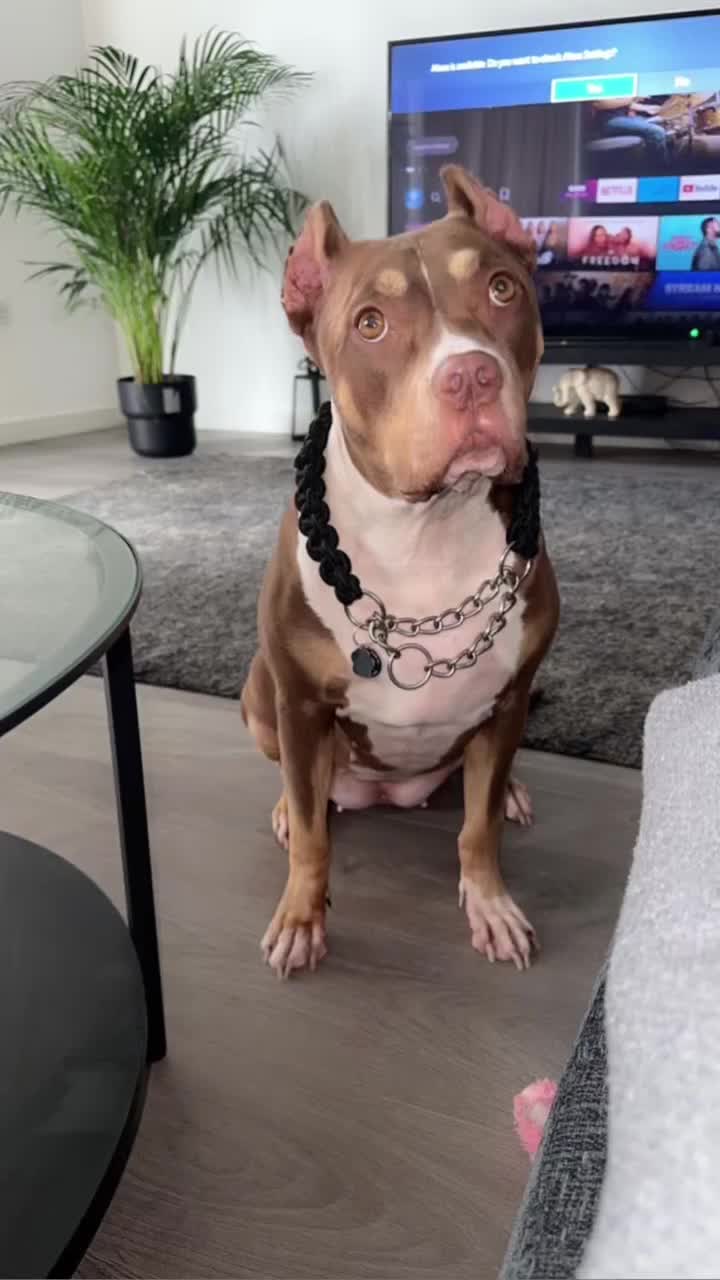 Mixed Breed dogs for sale: Roxxy - Video 1