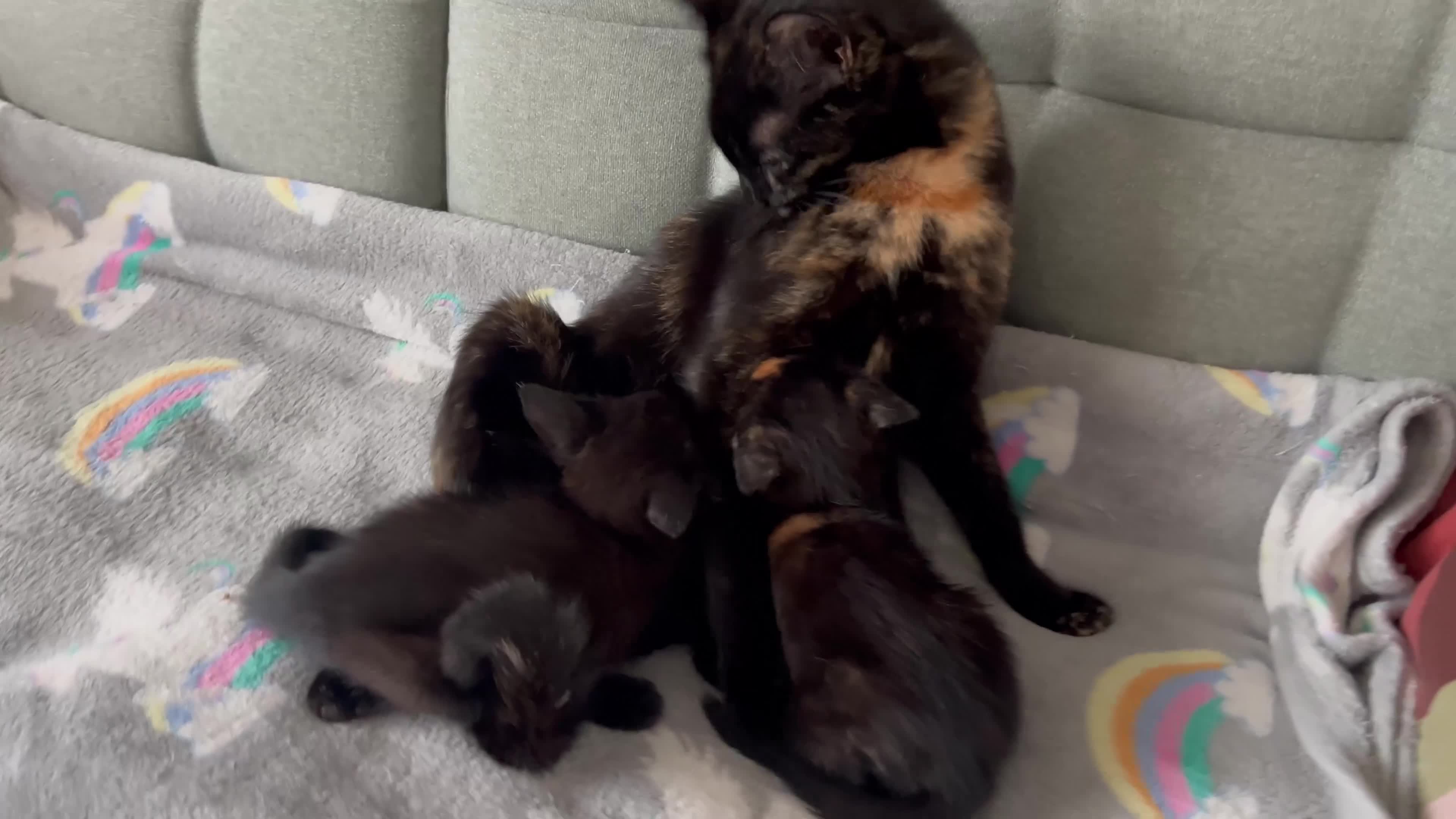 Domestic Shorthair cats for sale: Gorgeous girls  - Video 1
