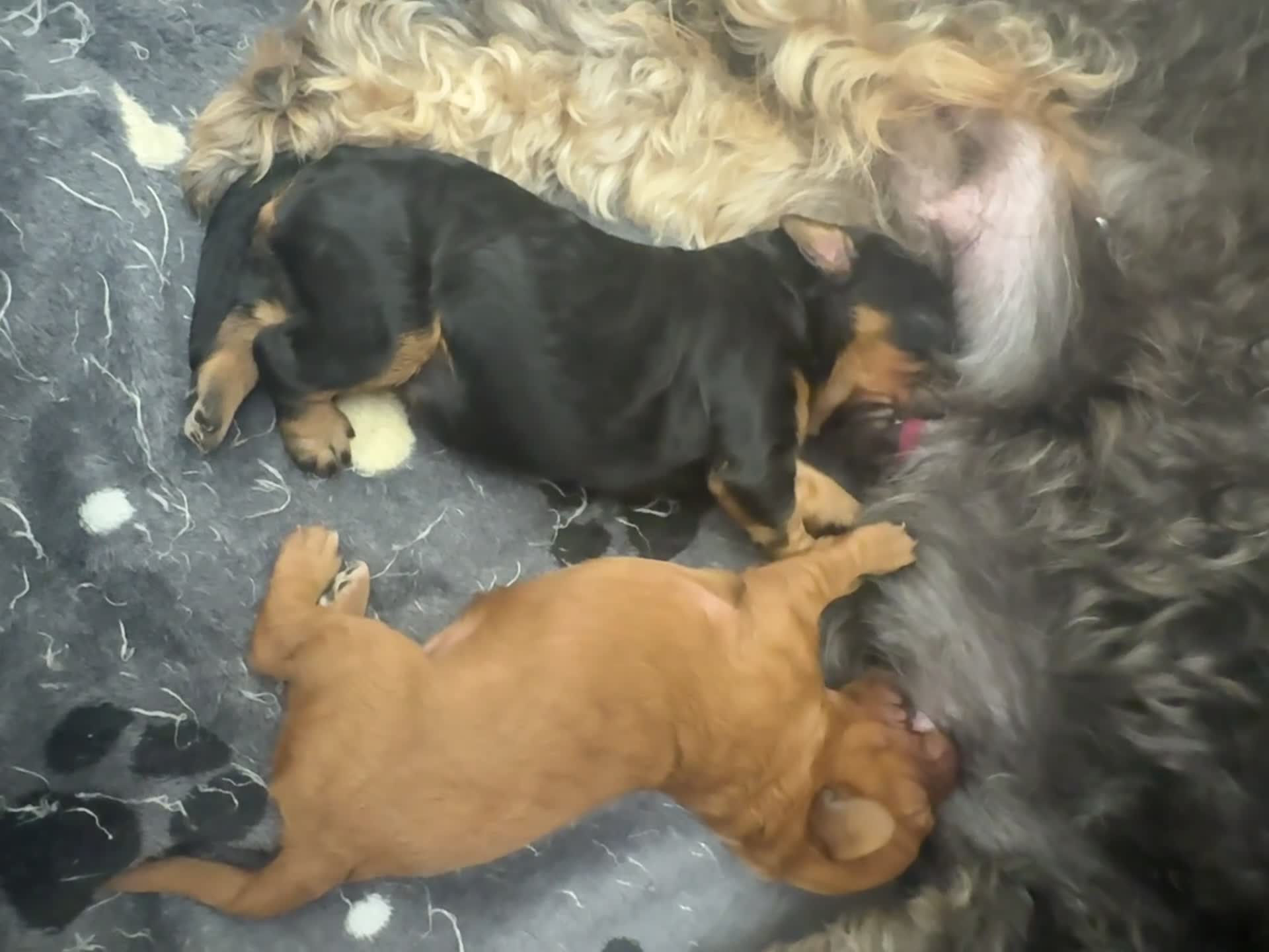 Cavapoo dogs for sale: Cavapoo Puppies Born 11 June 26 Reservations Open  - Video 1
