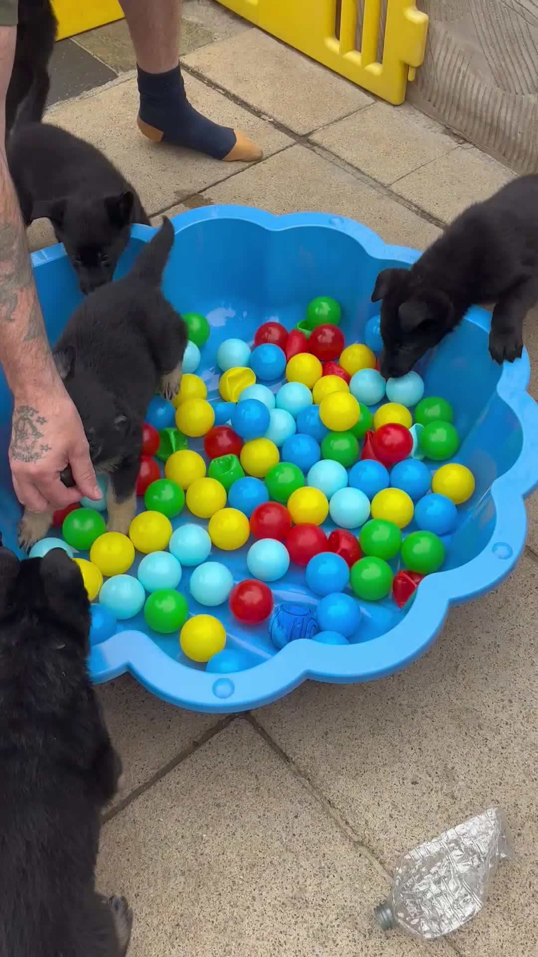 German Shepherd dogs for sale: GSD Puppies, straight back  - Video 1