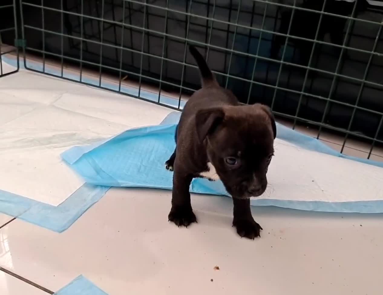 Staffordshire Bull Terrier dogs for sale: Adorable KC champion bred black staffy puppy's  - Video 5