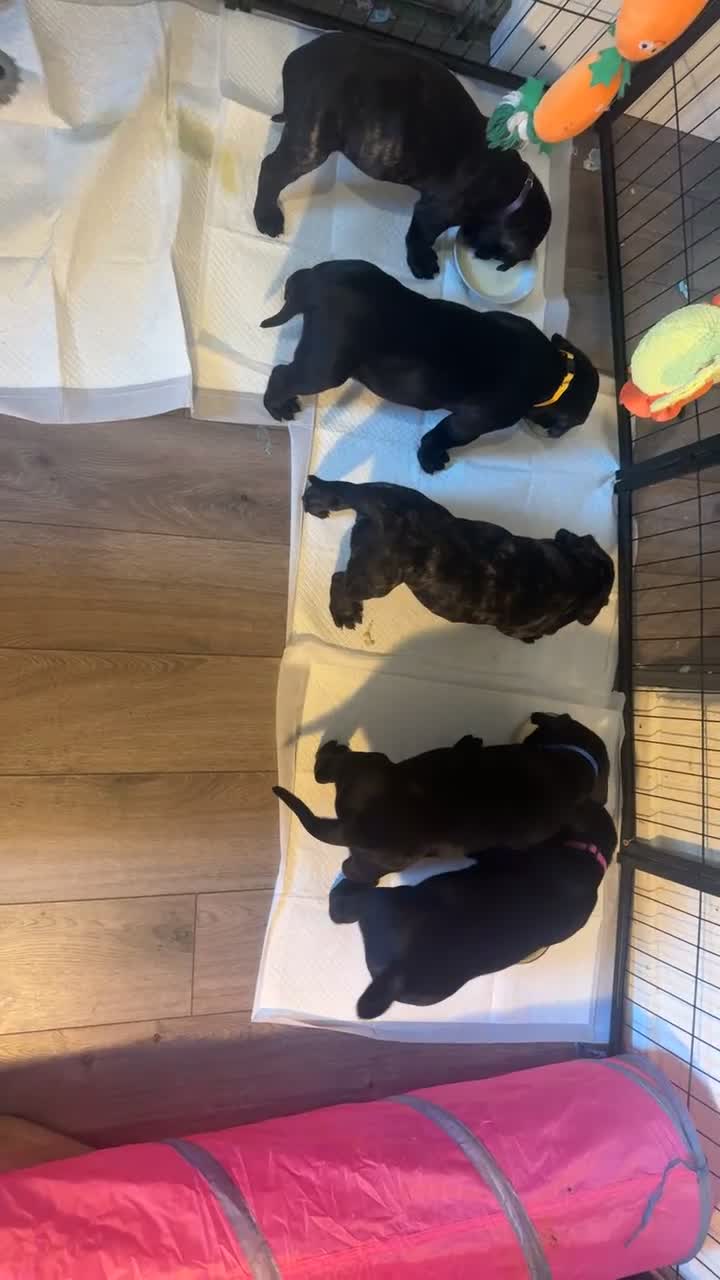Presa Canario dogs for sale: Presa canario puppies (UKC registered) (2 girls) in Accrington - Video 1
