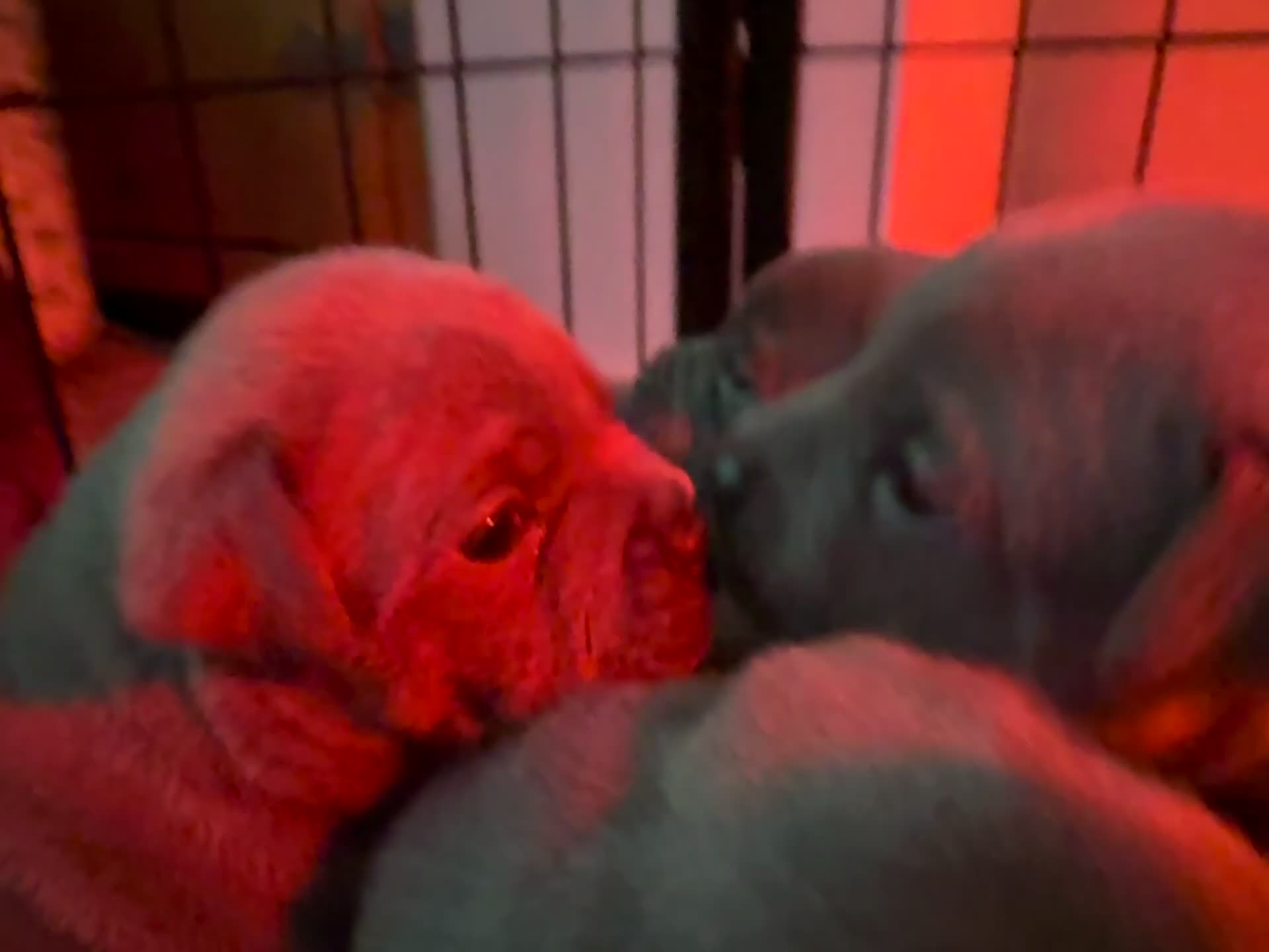 Staffordshire Bull Terrier dogs for sale: Blue Staffordshire bull terrier pups  - Video 1