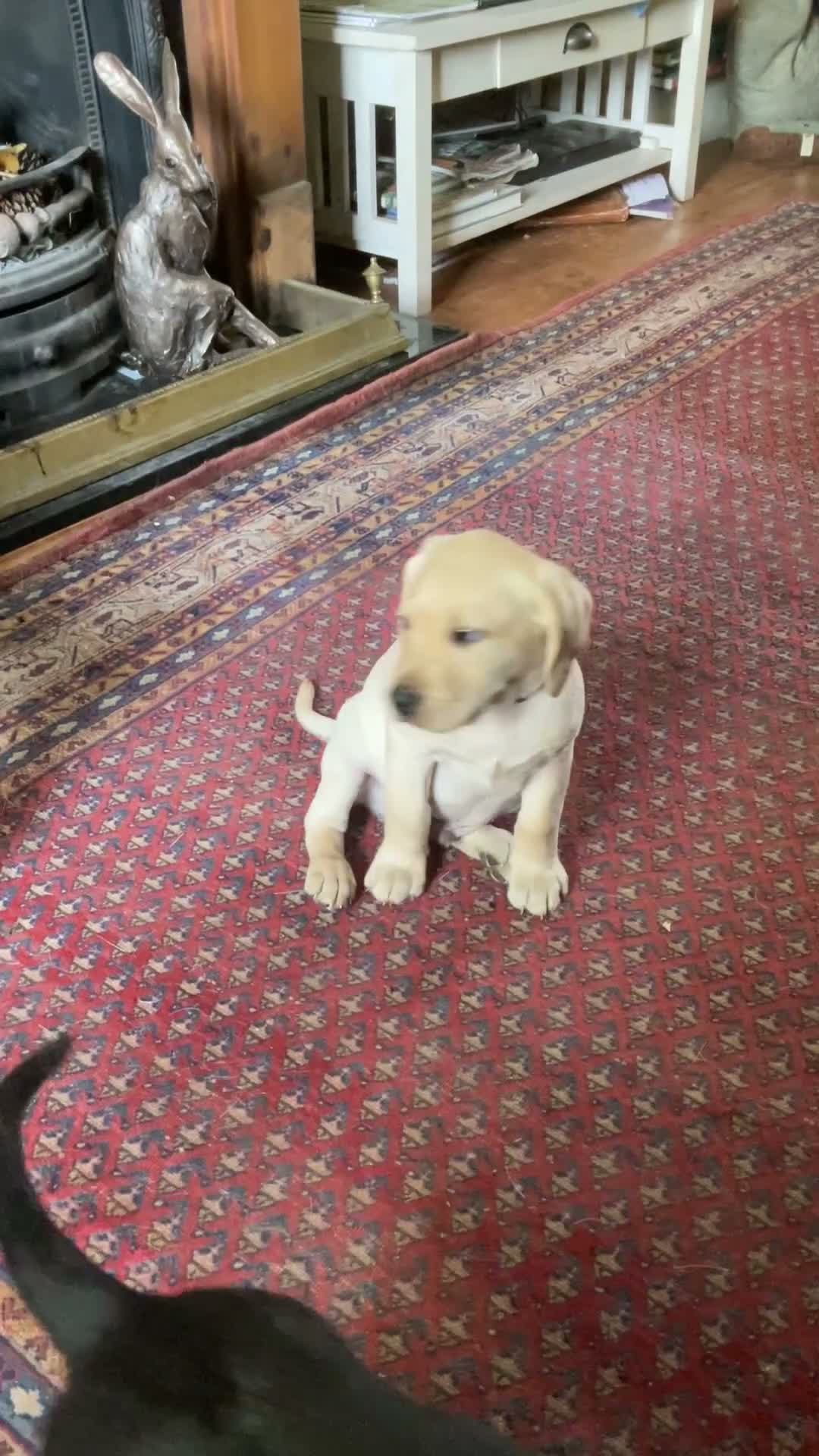 Labrador Retriever dogs for sale: 5 Labrador puppies 2 male 3 female - Video 1