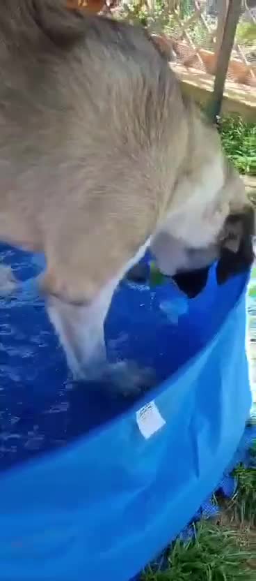 Mixed Breed dogs for adoption: 🐾Tuke  - Video 2