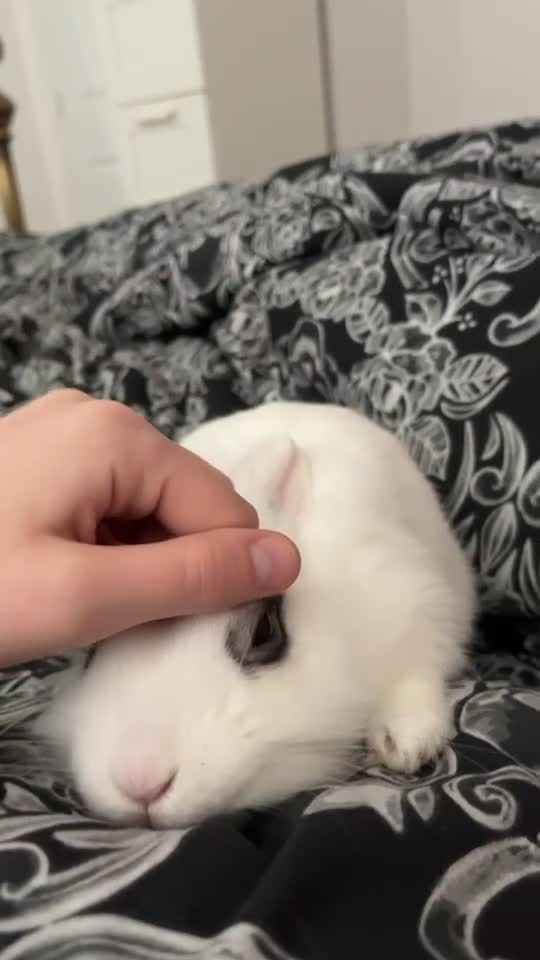 Blanc De Hotot rabbits for sale: Hotot rabbit for sale  in Bristol - Video 1
