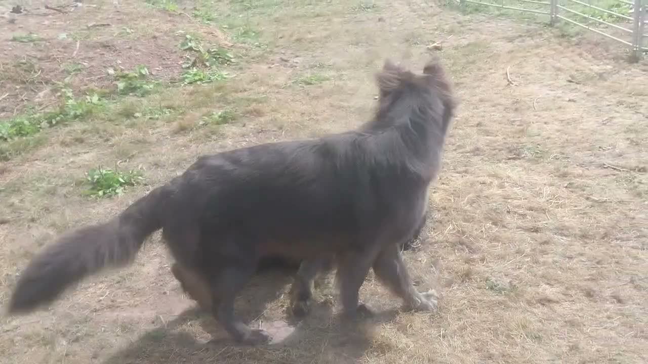German Shepherd dogs for sale: KC health tested black & blue german shepherds - Video 1