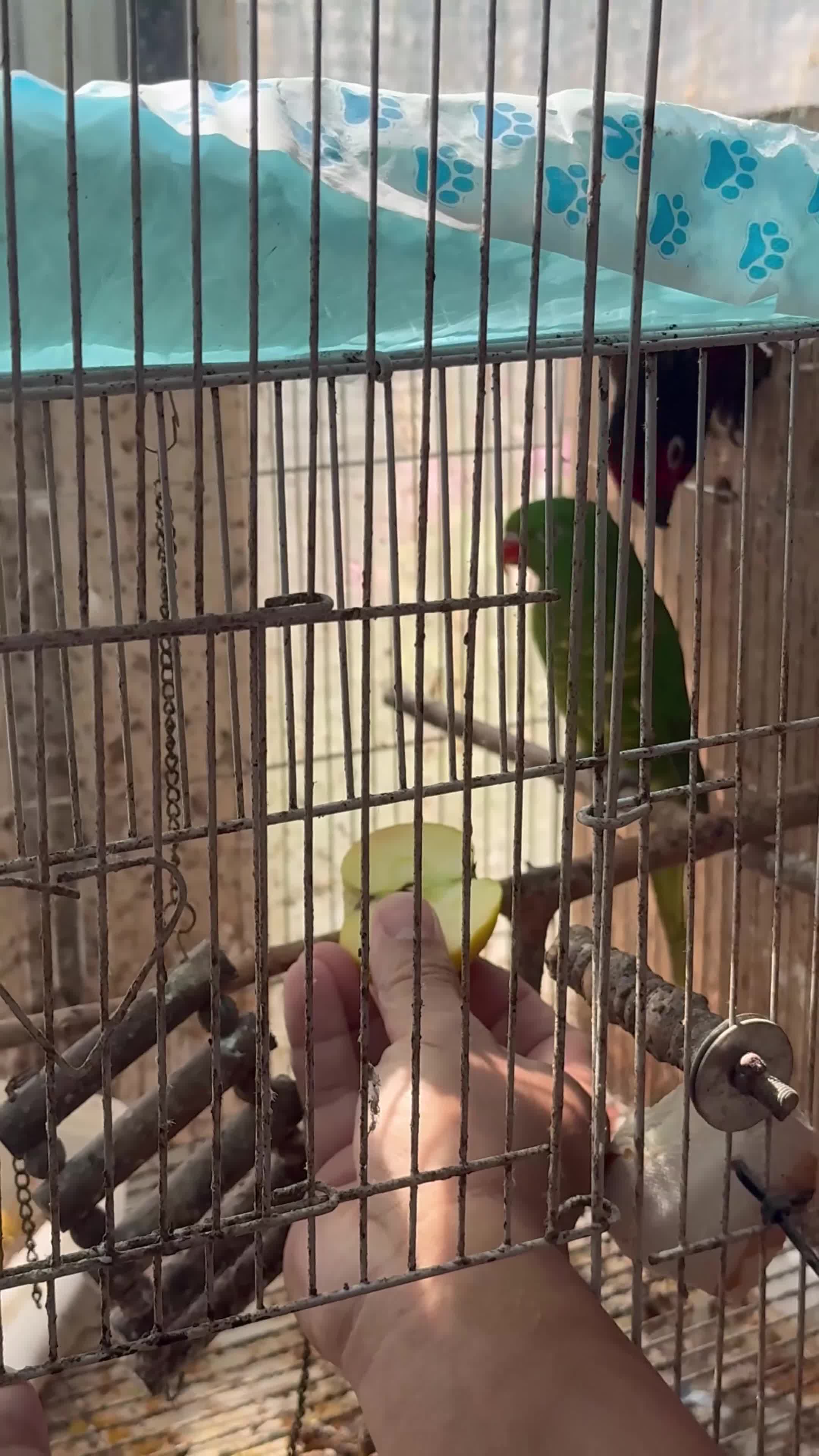 Mixed Breed birds for sale:  Birds for sale. Please read the description full  - Video 1