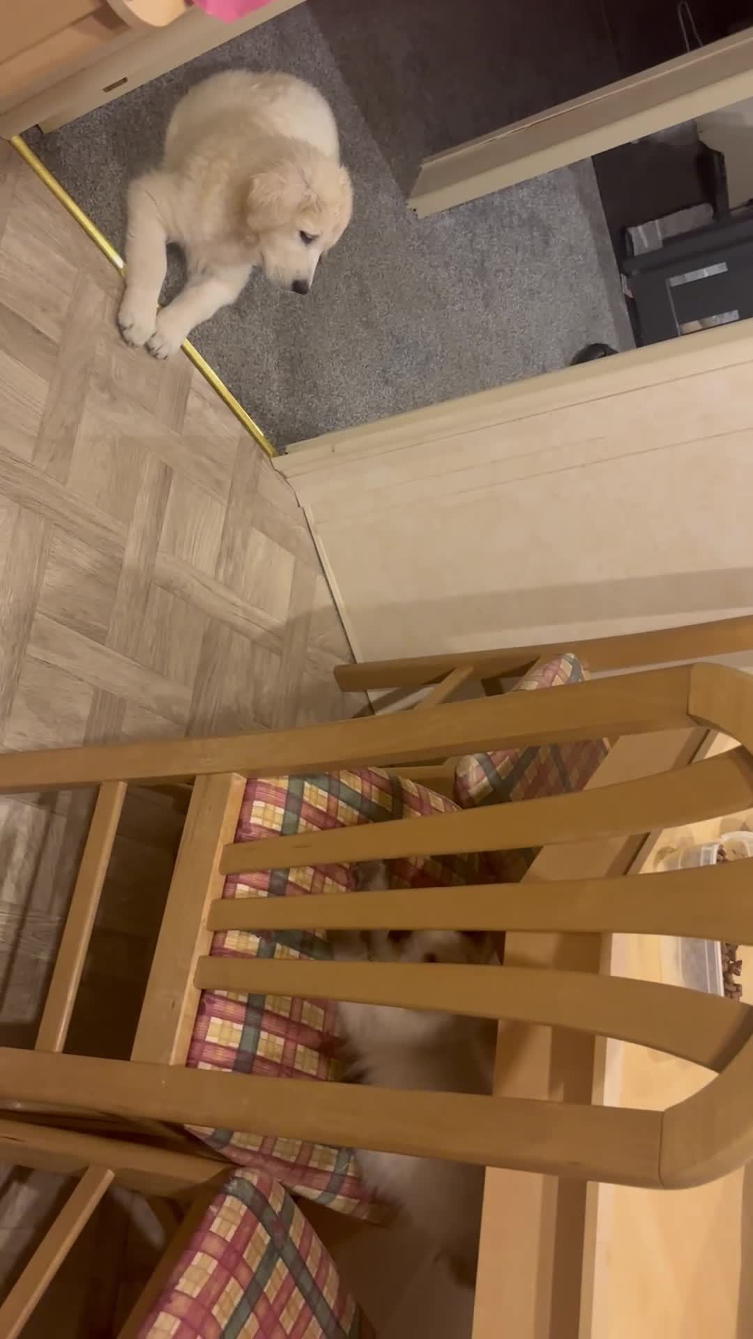 Ragdoll cats for sale: Ragdols  - Video 1