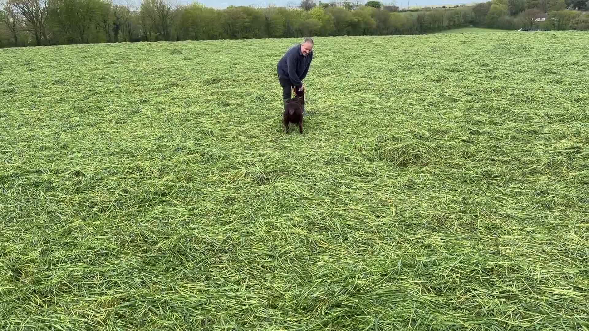 Labrador Retriever dogs for sale: Adult Bitch - Quality KC Chocolate Labrador  - Video 2
