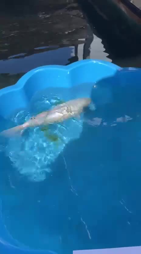 Koi Carp fish for sale: Beautiful Koi Carp looking for new home  - Video 5