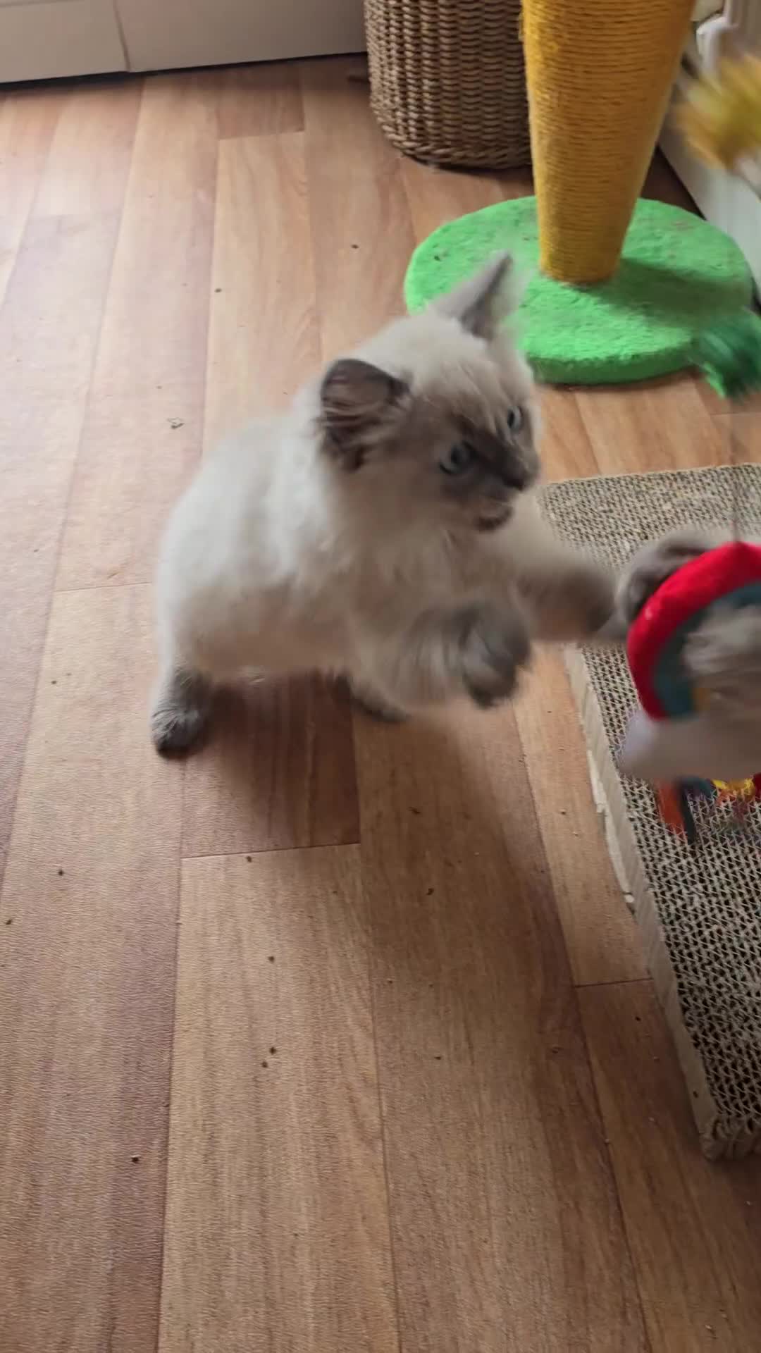 Ragdoll cats for sale: Last Ragdoll Kitten–Affectionate & Ready Now! ✨🐾 - Video 1