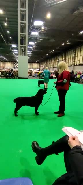 Labrador Retriever dogs for sale: Black Purebred Pedigree Show Line look Labradors - Video 1