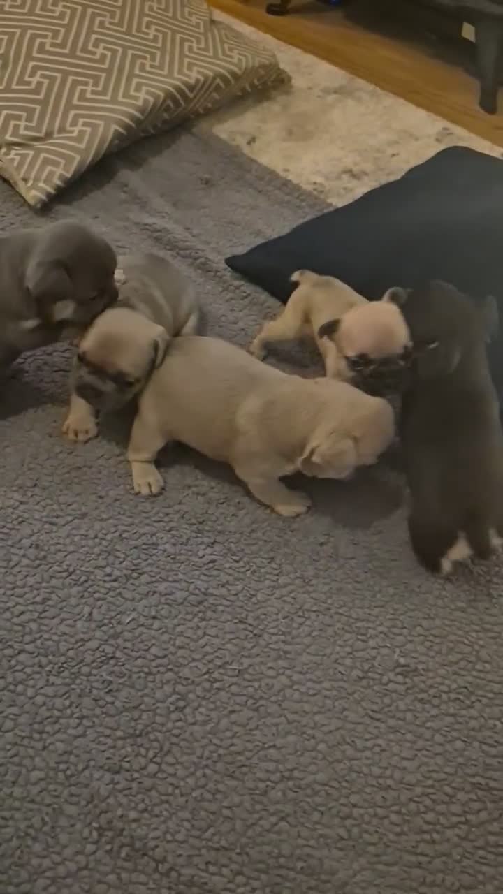French Bulldog dogs for sale: French Bulldog Puppies  - Video 1