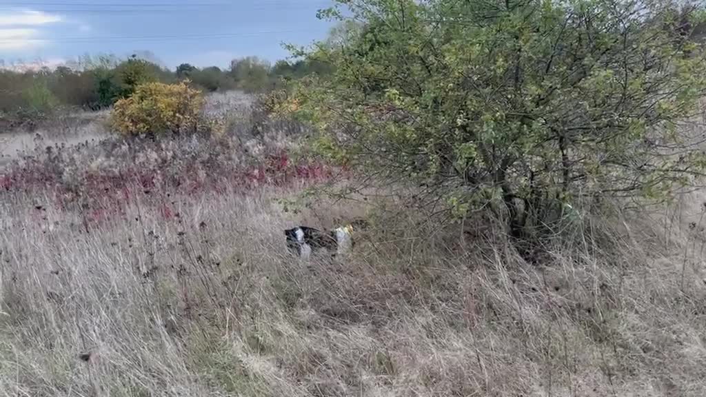 Brittany Spaniel dogs for sale: Brittany’s for working homes or active family pets - Video 2