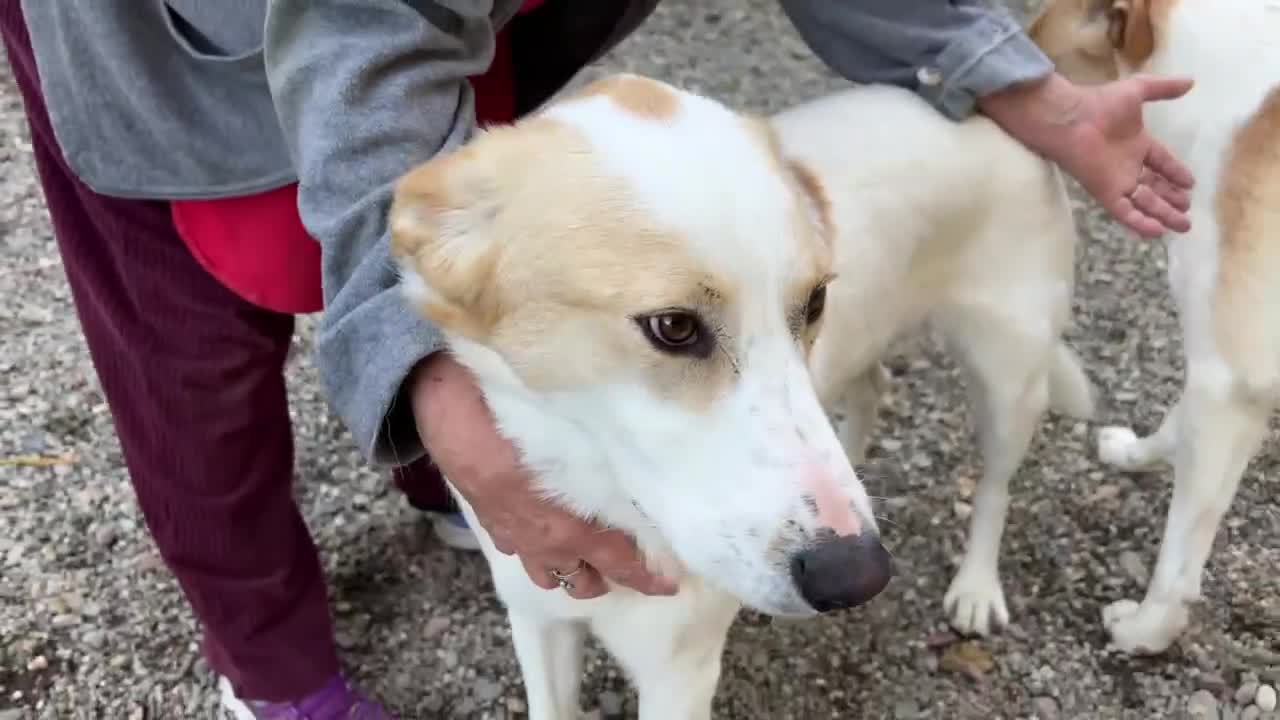 Mixed Breed dogs for adoption: 💙 Asher is Looking for love 🩵 🐾 - Video 2