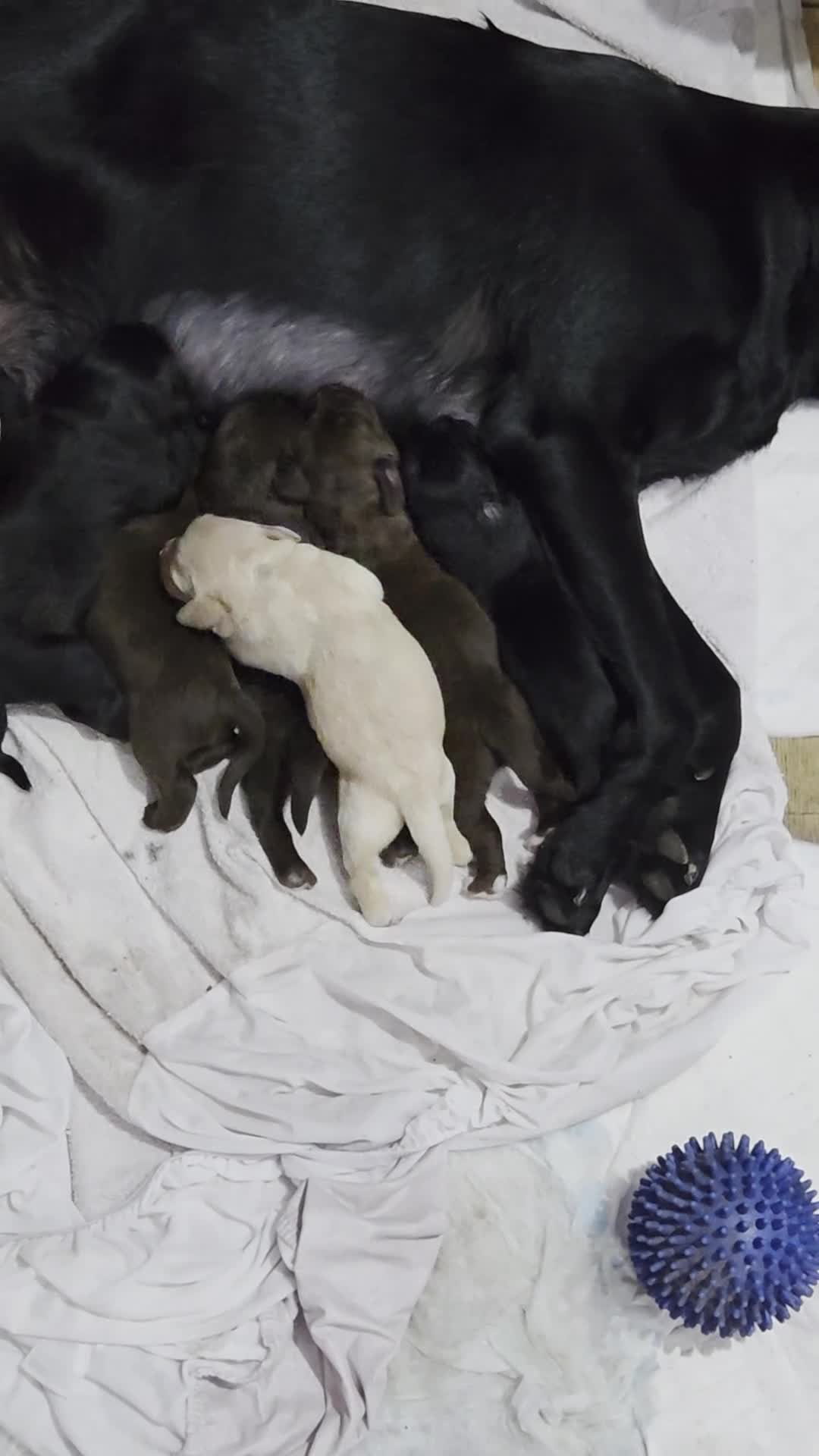 Cockerdor dogs for sale: Cockerdors - Video 1