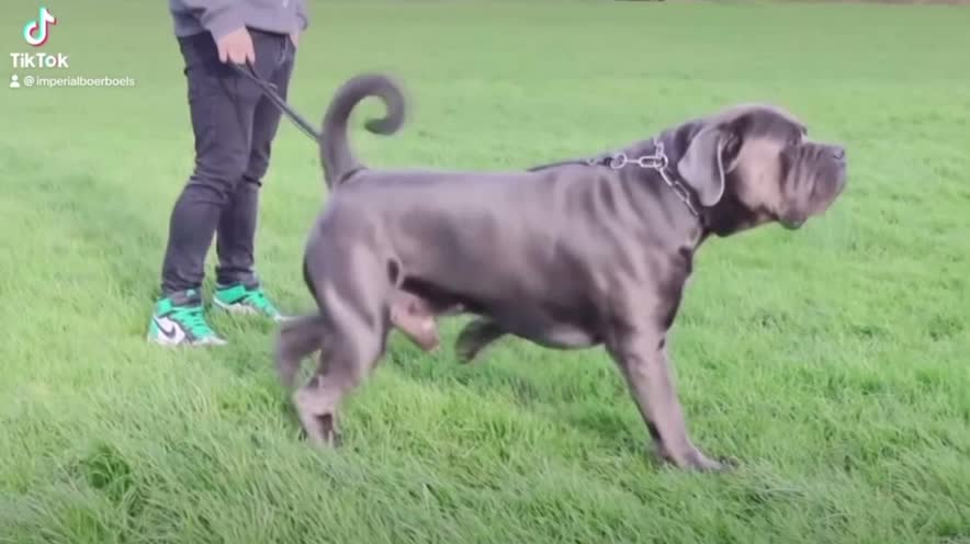 Boerboel dogs for stud: Imperial Health Tested & Champion Stud in Eastleigh - Video 4